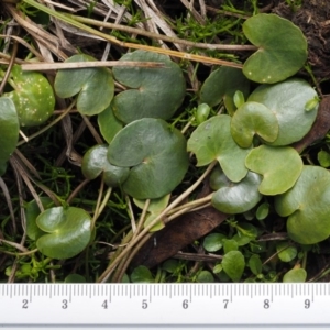 Nymphoides sp. at Paddys River, ACT - 11 Feb 2016