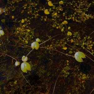 Nymphoides sp. at Paddys River, ACT - 11 Feb 2016