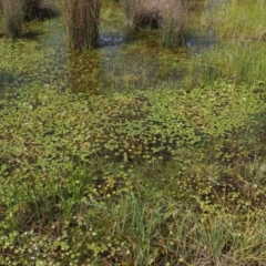 Nymphoides sp. at Paddys River, ACT - 11 Feb 2016