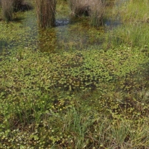 Nymphoides sp. at Paddys River, ACT - 11 Feb 2016