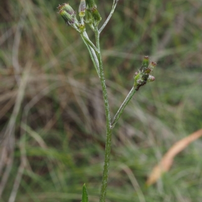 Senecio gunnii at Gibraltar Pines - 3 Feb 2016 by KenT