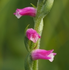 Spiranthes australis (Austral Ladies Tresses) at Gibraltar Pines - 2 Feb 2016 by KenT