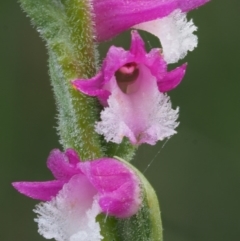 Spiranthes australis (Austral Ladies Tresses) at Gibraltar Pines - 11 Feb 2016 by KenT