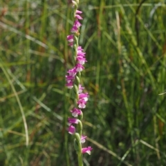 Spiranthes australis at Paddys River, ACT - suppressed