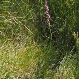 Spiranthes australis at Paddys River, ACT - suppressed