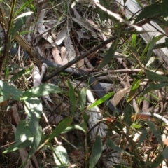 Austrelaps ramsayi at Cotter River, ACT - 14 Feb 2016