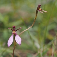 Eriochilus magenteus (Magenta Autumn Orchid) at Gibraltar Pines - 3 Feb 2016 by KenT