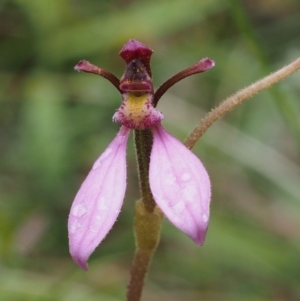 Eriochilus magenteus at Paddys River, ACT - 3 Feb 2016