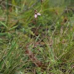 Eriochilus magenteus at Paddys River, ACT - 3 Feb 2016