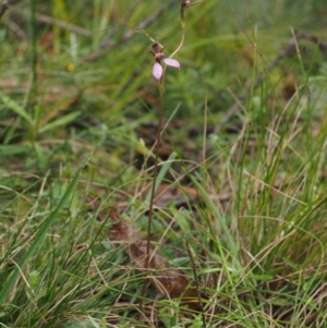 Eriochilus magenteus at Paddys River, ACT - 3 Feb 2016