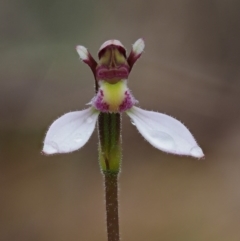 Eriochilus cucullatus (Parson's Bands) at Paddys River, ACT - 3 Feb 2016 by KenT
