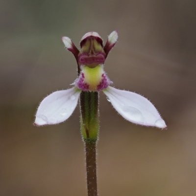 Eriochilus cucullatus (Parson's Bands) at Gibraltar Pines - 3 Feb 2016 by KenT