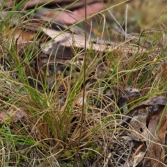 Eriochilus cucullatus at Paddys River, ACT - 3 Feb 2016