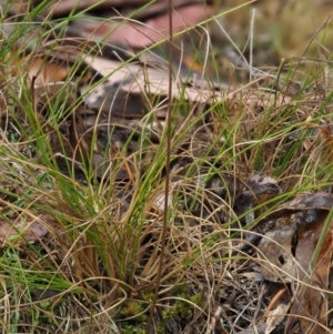 Eriochilus cucullatus at Paddys River, ACT - suppressed