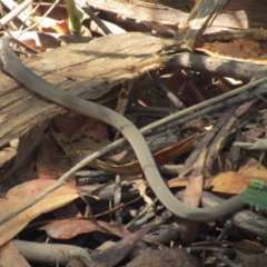 Drysdalia coronoides (White-lipped Snake) at Namadgi National Park - 14 Feb 2016 by NathanaelC