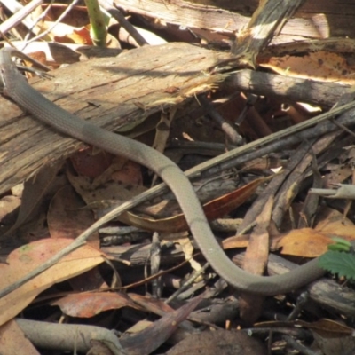 Drysdalia coronoides (White-lipped Snake) at Tennent, ACT - 14 Feb 2016 by NathanaelC