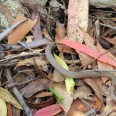 Drysdalia coronoides at Tennent, ACT - 14 Feb 2016