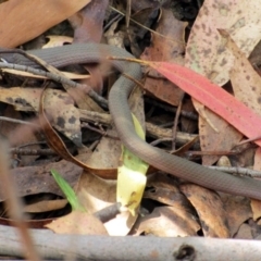 Drysdalia coronoides at Tennent, ACT - 14 Feb 2016