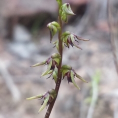 Corunastylis clivicola (Rufous midge orchid) at Aranda Bushland - 14 Feb 2016 by MattM