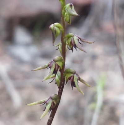 Corunastylis clivicola (Rufous midge orchid) at Aranda Bushland - 14 Feb 2016 by MattM