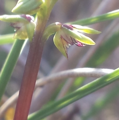 Corunastylis clivicola (Rufous midge orchid) at Aranda Bushland - 14 Feb 2016 by MattM