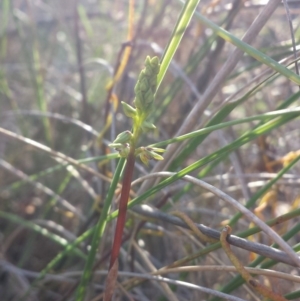 Corunastylis clivicola at Aranda, ACT - 14 Feb 2016