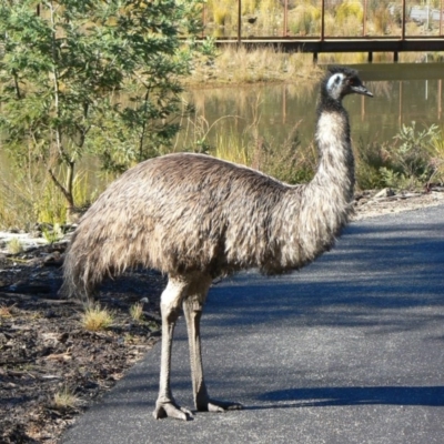 Dromaius novaehollandiae (Emu) at Paddys River, ACT - 3 Jul 2010 by galah681