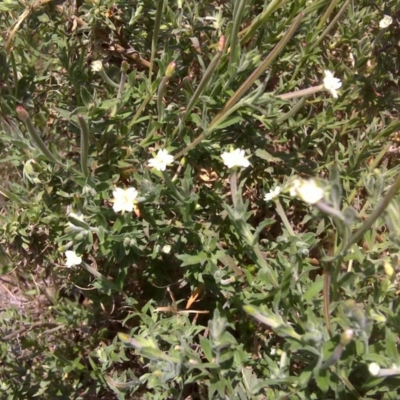 Epilobium sp. (A Willow Herb) at Jerrabomberra, ACT - 12 Feb 2016 by Mike