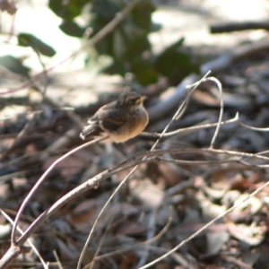 Rhipidura albiscapa at Kambah, ACT - 19 Dec 2009 11:00 AM