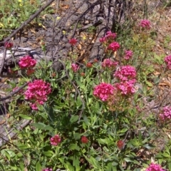 Centranthus ruber (Red Valerian, Kiss-me-quick, Jupiter's Beard) at Mount Mugga Mugga - 12 Feb 2016 by Mike