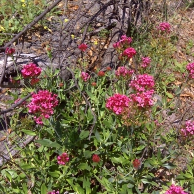 Centranthus ruber (Red Valerian, Kiss-me-quick, Jupiter's Beard) at Symonston, ACT - 12 Feb 2016 by Mike