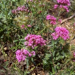 Centranthus ruber at Symonston, ACT - 12 Feb 2016 11:43 AM