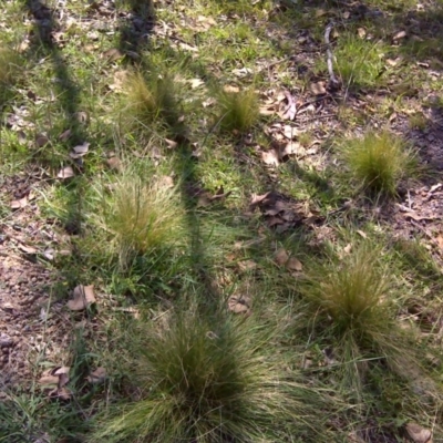 Nassella trichotoma (Serrated Tussock) at Mount Mugga Mugga - 12 Feb 2016 by Mike