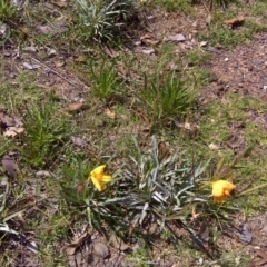 Oenothera stricta subsp. stricta (Common Evening Primrose) at Symonston, ACT - 12 Feb 2016 by Mike