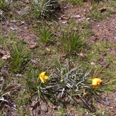 Oenothera stricta subsp. stricta (Common Evening Primrose) at Mount Mugga Mugga - 12 Feb 2016 by Mike