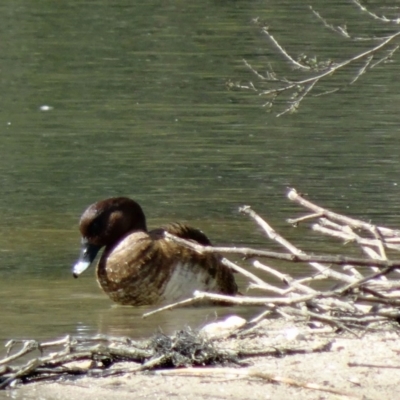 Aythya australis (Hardhead) at Tidbinbilla Nature Reserve - 17 Aug 2013 by galah681