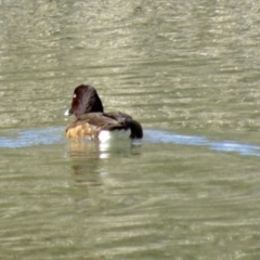 Aythya australis at Paddys River, ACT - 17 Aug 2013 12:19 PM