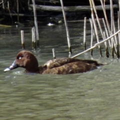 Aythya australis at Paddys River, ACT - 17 Aug 2013