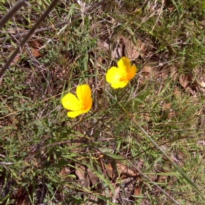 Eschscholzia californica (California Poppy) at Mount Mugga Mugga - 12 Feb 2016 by Mike