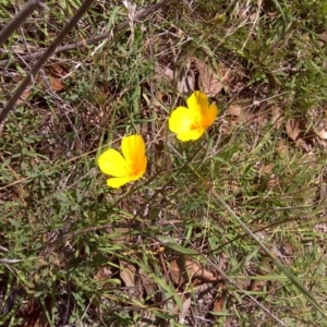 Eschscholzia californica at Symonston, ACT - 12 Feb 2016