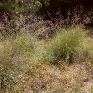 Eragrostis curvula at Isaacs, ACT - 31 Jan 2016