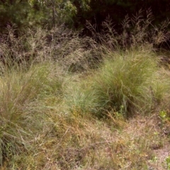 Eragrostis curvula (African Lovegrass) at Isaacs, ACT - 31 Jan 2016 by Mike