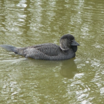 Biziura lobata (Musk Duck) at Paddys River, ACT - 6 Jun 2009 by galah681