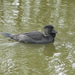Biziura lobata (Musk Duck) at Paddys River, ACT - 6 Jun 2009 by galah681