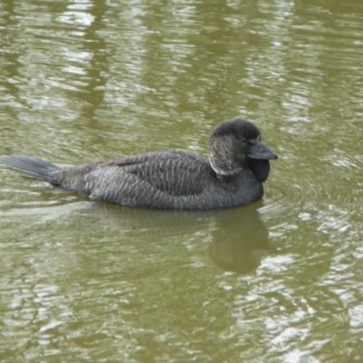 Biziura lobata (Musk Duck) at Tidbinbilla Nature Reserve - 6 Jun 2009 by galah681