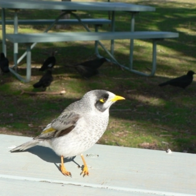 Manorina melanocephala (Noisy Miner) at Paddys River, ACT - 4 Jul 2009 by galah681