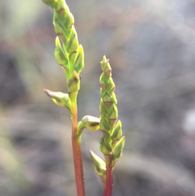 Corunastylis clivicola (Rufous midge orchid) at Aranda Bushland - 14 Feb 2016 by AaronClausen