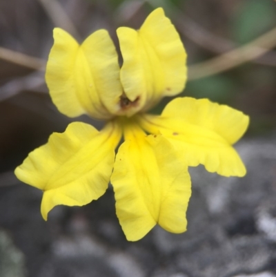 Goodenia hederacea (Ivy Goodenia) at Aranda Bushland - 14 Feb 2016 by AaronClausen