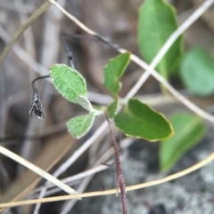 Goodenia hederacea at Aranda, ACT - 14 Feb 2016 10:02 PM