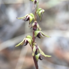 Corunastylis clivicola (Rufous midge orchid) at Aranda Bushland - 14 Feb 2016 by AaronClausen